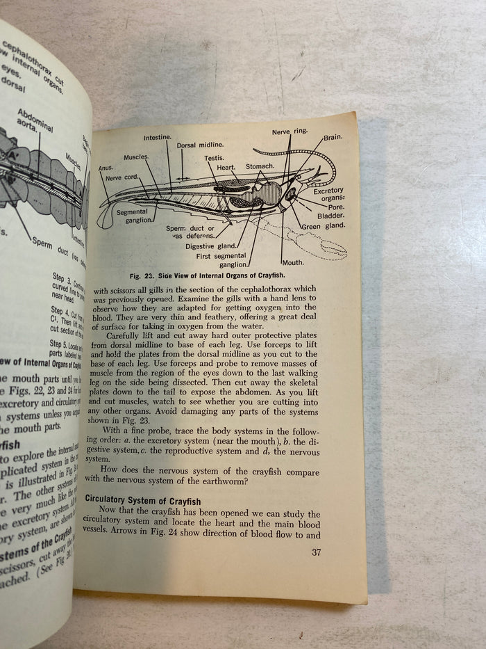 How to Dissect Exploring with Probe and Scalpel 1961