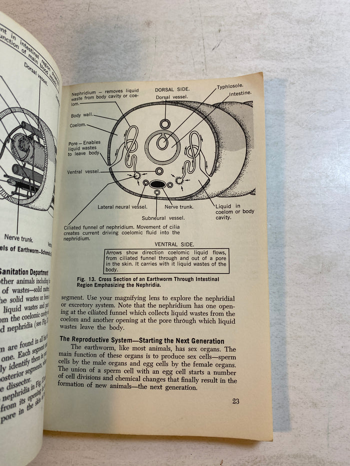 How to Dissect Exploring with Probe and Scalpel 1961