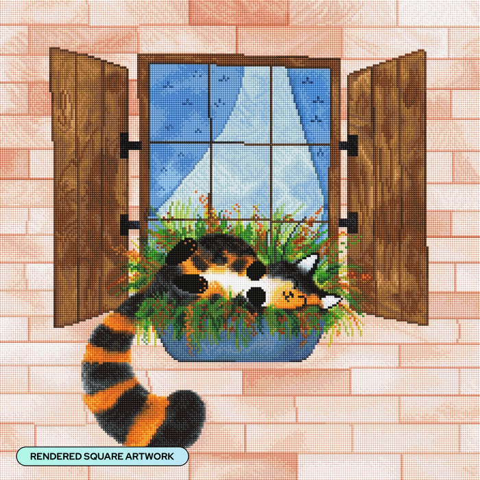 Window Box Dreamer